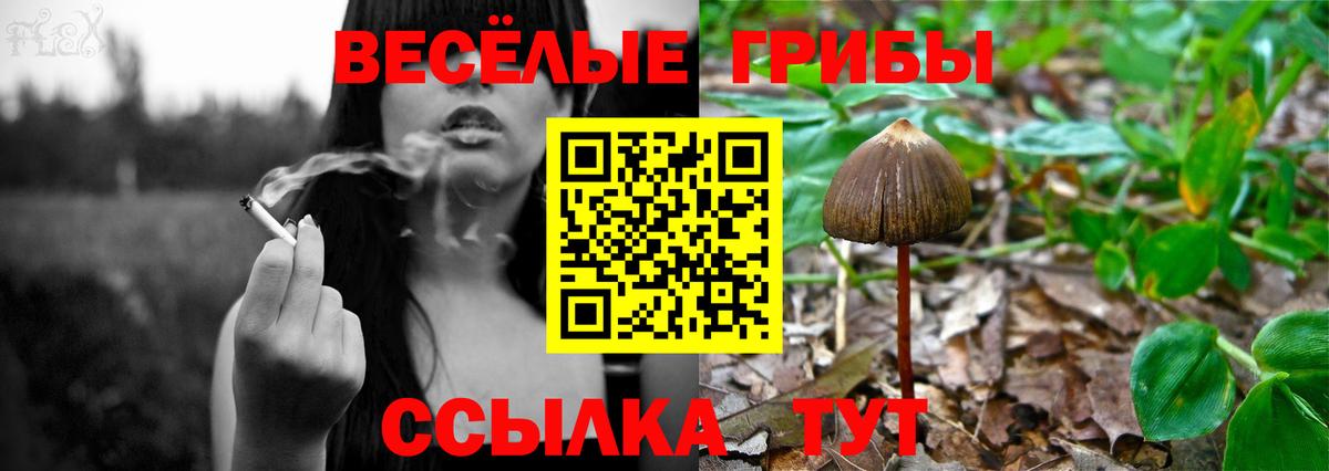 Псилоцибиновые грибы Psilocybe Нефтекамск